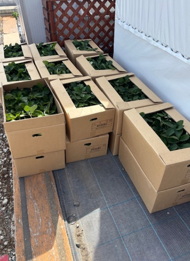 苗の定植風景（8月7日と9月24日～27日）