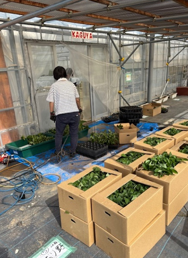 苗の定植風景（8月7日と9月24日～27日）