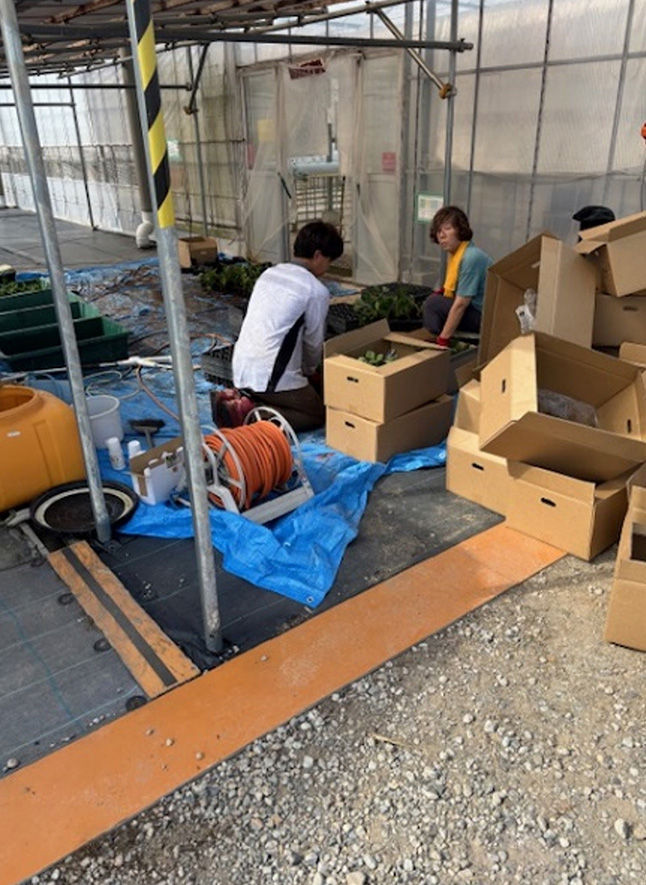 苗の定植風景（8月7日と9月24日～27日）