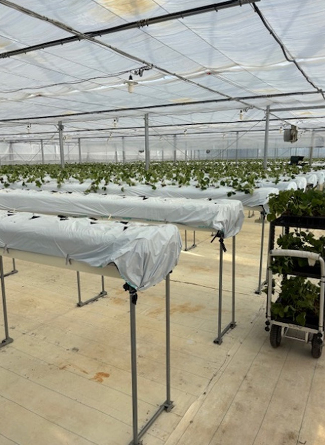 苗の定植風景（8月7日と9月24日～27日）