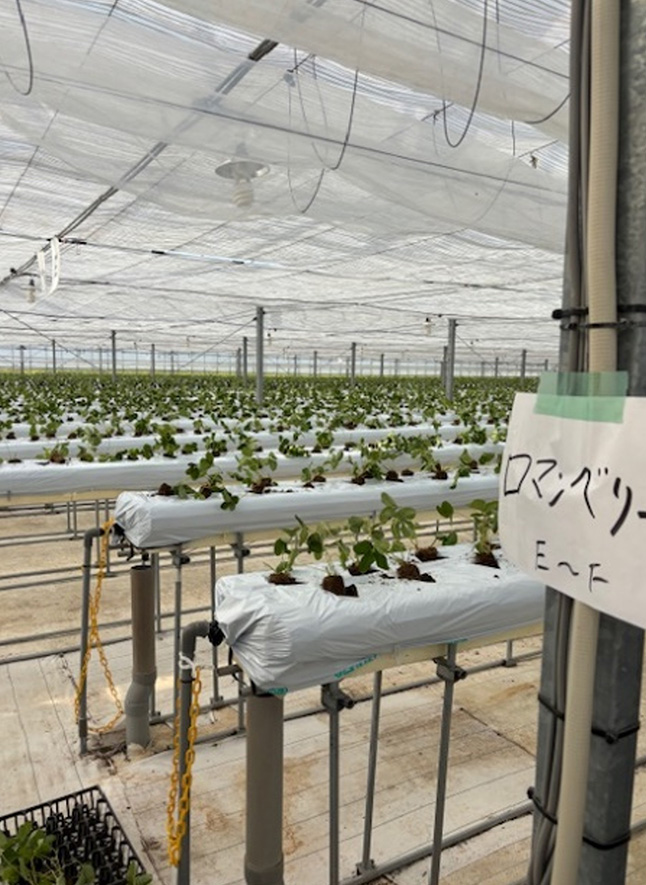 苗の定植風景（8月7日と9月24日～27日）