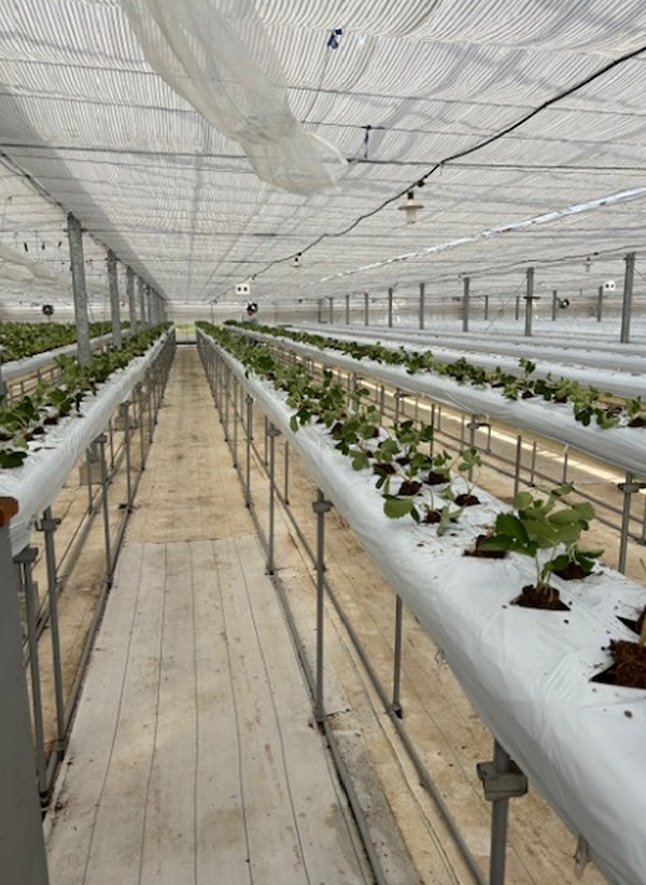 苗の定植風景（8月7日と9月24日～27日）