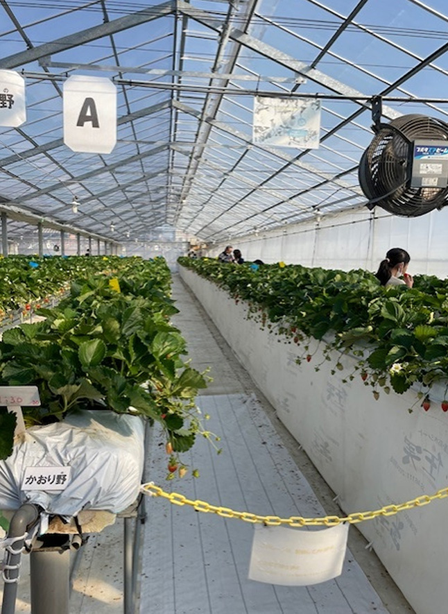 いちご狩りの風景（2024年12月8日～2025年6月8日）