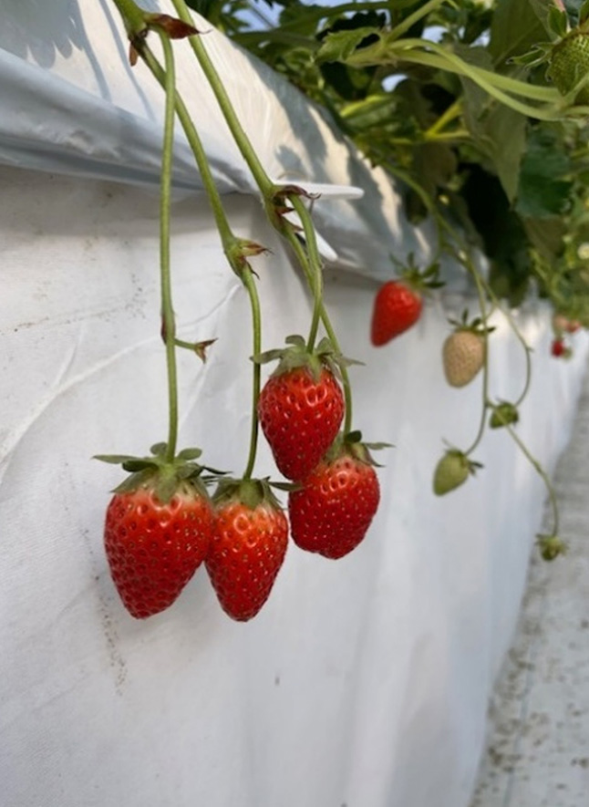 いちご狩りの風景（2024年12月8日～2025年6月8日）