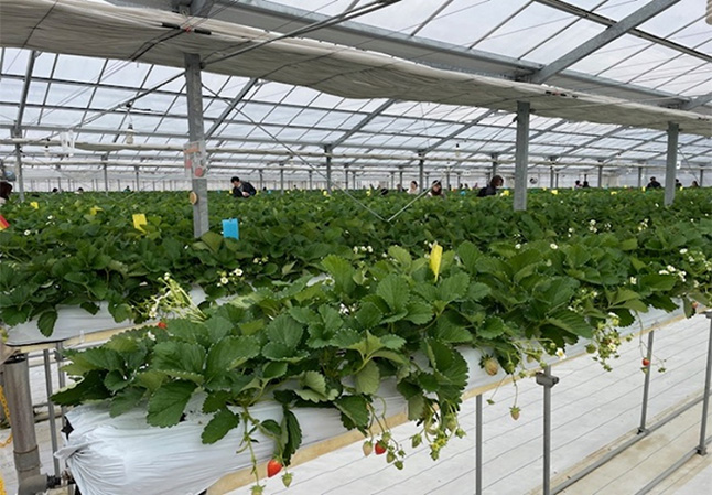 いちご狩りの風景（2024年12月8日～2025年6月8日）