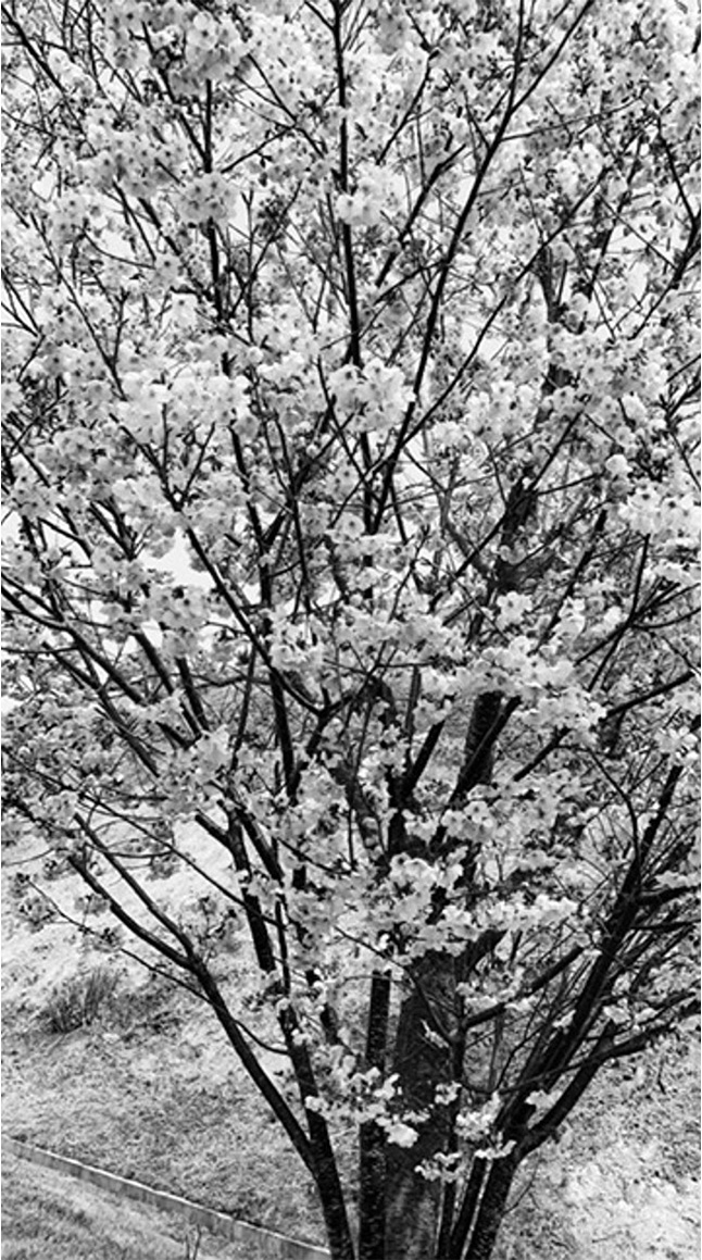 ネスタリゾート神戸でのいちごイベント（2025年3月20日～4月6日）