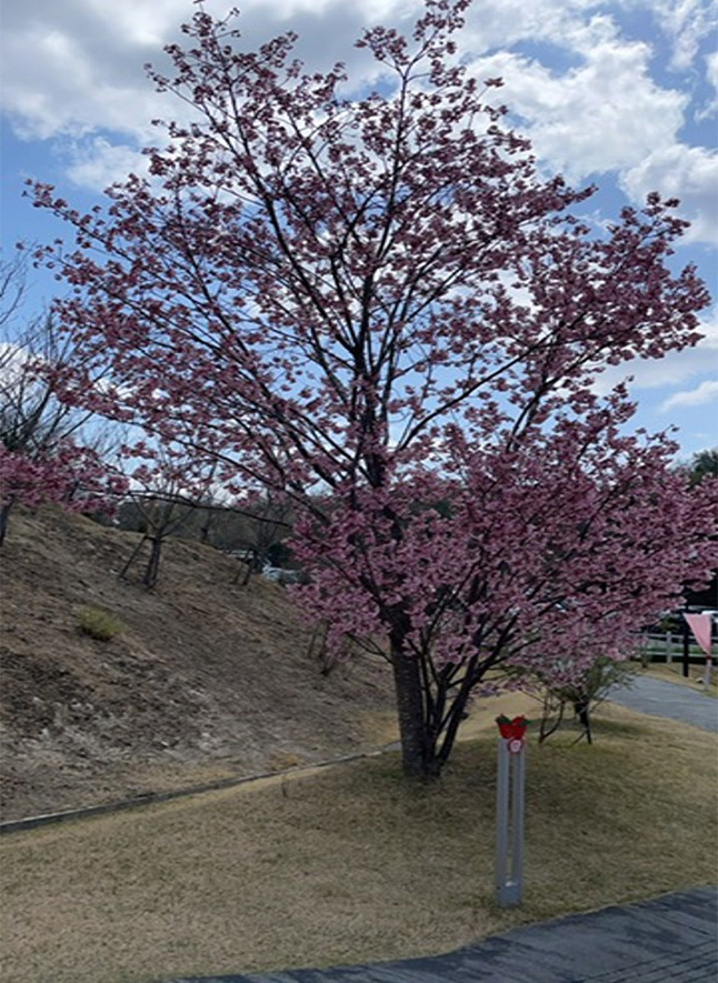 ネスタリゾート神戸でのいちごイベント（2025年3月20日～4月6日）
