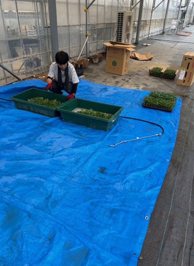 苗の定植風景（8月7日と9月24日～27日）