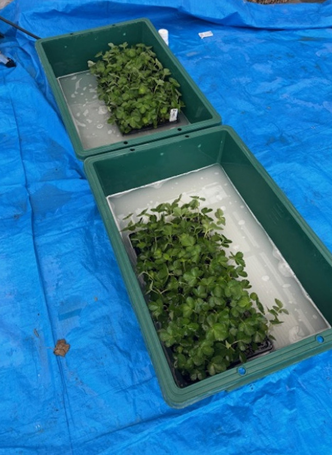 苗の定植風景（8月7日と9月24日～27日）