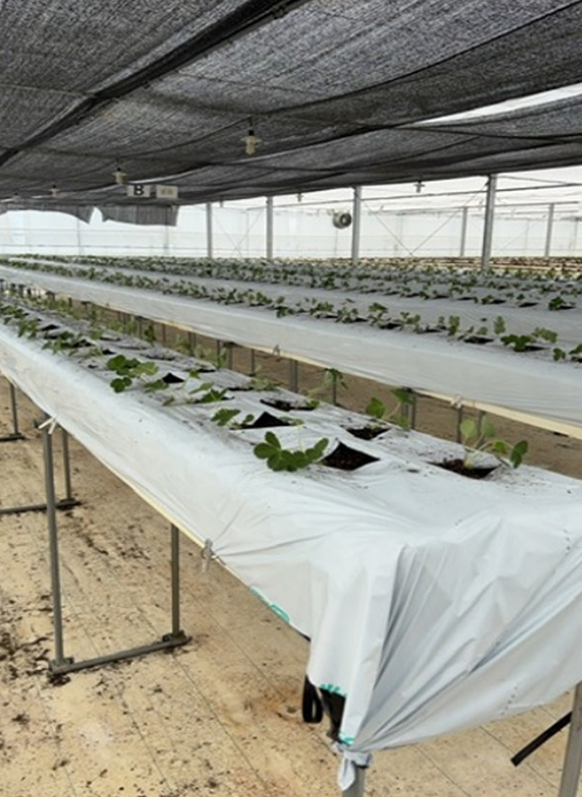 苗の定植風景（8月7日と9月24日～27日）