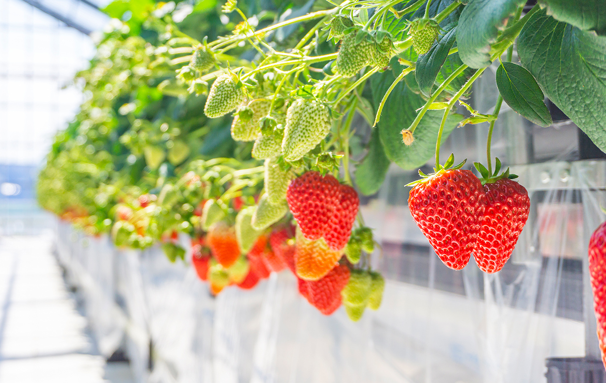 美味しい想い出を一粒一粒に込めて。