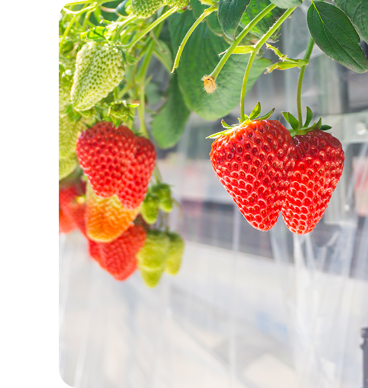 美味しい想い出を一粒一粒に込めて。