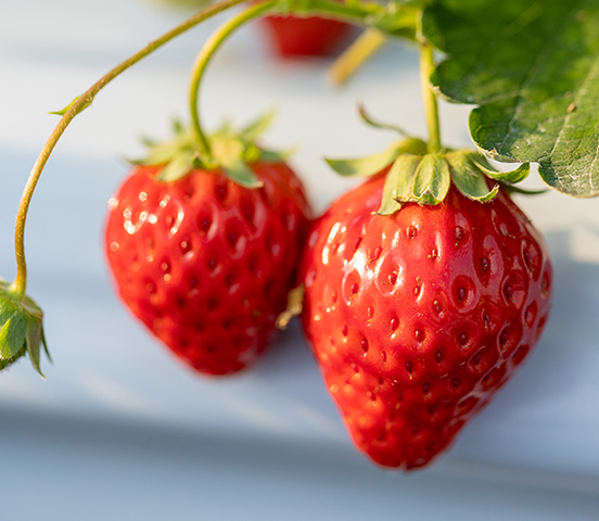 いちごの食べ比べ